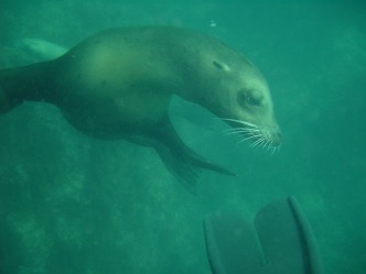 Underwater photo of a sealion playing with my fin in the Sea of Cortez