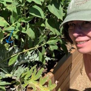In a garden with an artichoke Professor Healy with an artichoke plant