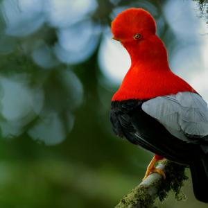 A picture of Andean cock of the rock, a bright orange bird with floofy head feathers. 